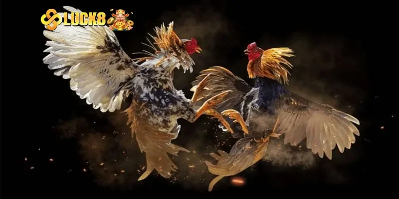 Các dòng giống gà đá gà cựa dao nổi tiếng