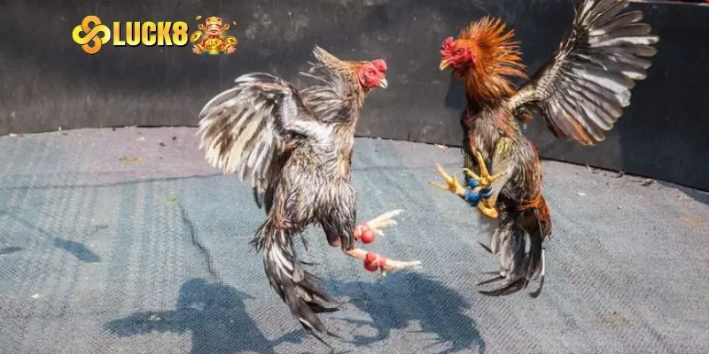 Luật chơi và các hình thức cược đá gà Thomo Campuchia phổ biến